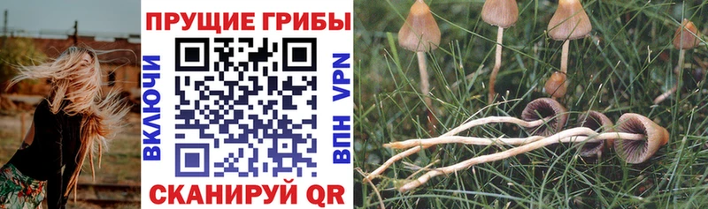 Псилоцибиновые грибы Cubensis Отрадная